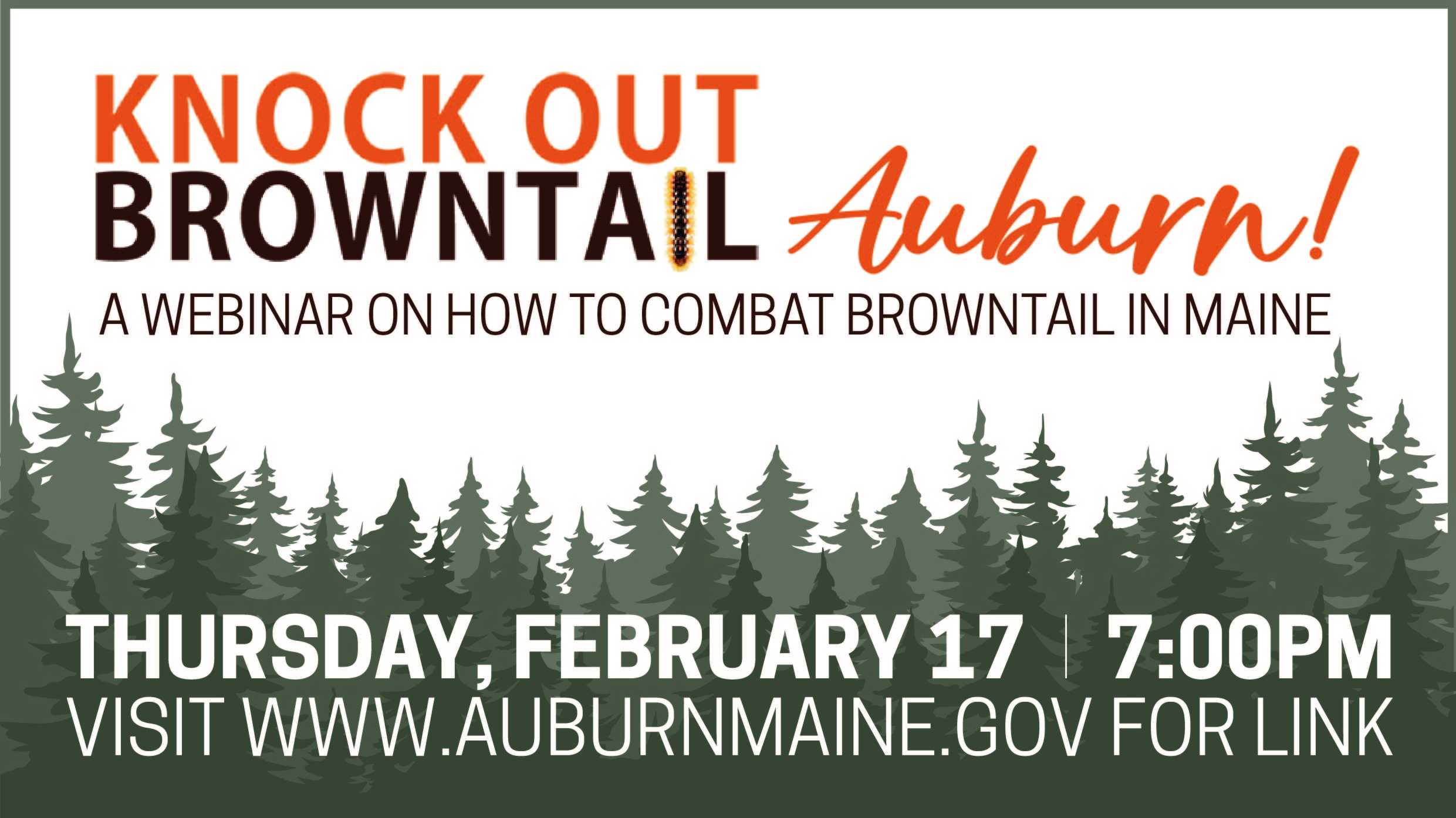 Knockout Browntail Auburn-02 - Copy